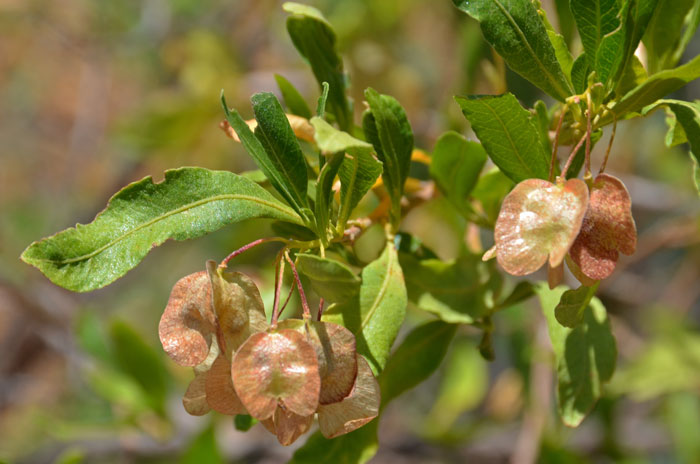 Florida Hopbush is a shrub or small tree with shiny green leaves and handsome reddish-yellow 3 (4) sided winged fruits. Dodonaea viscosa